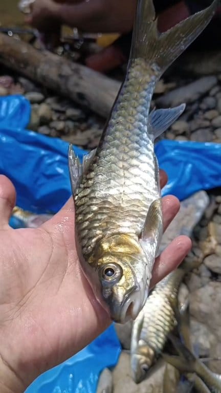 Part II masuk ke dalam hutan belantara mancing ikan semah #fishing # ...