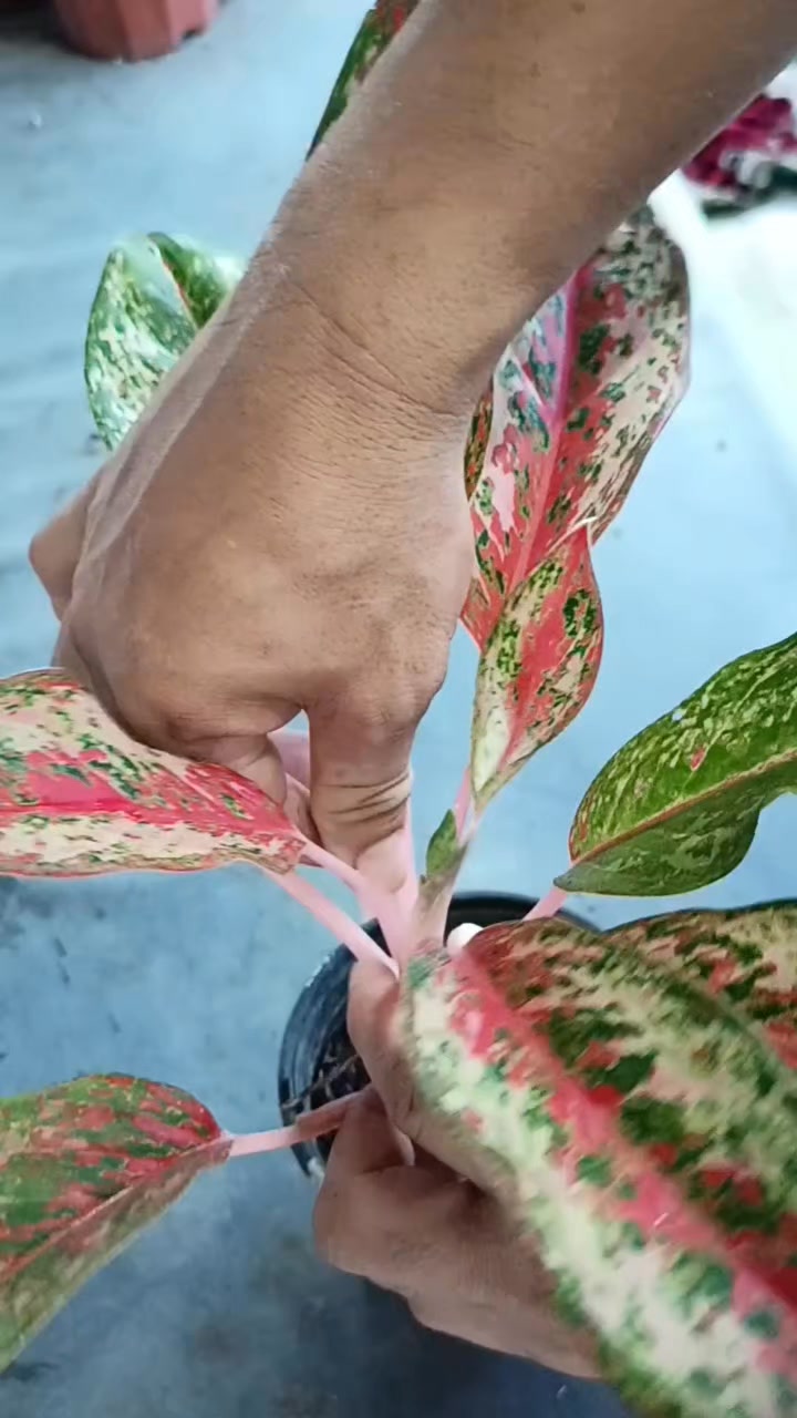 アグラオネマ 9Karat Aglaonema Karat Series 9 Karat Platinum 10