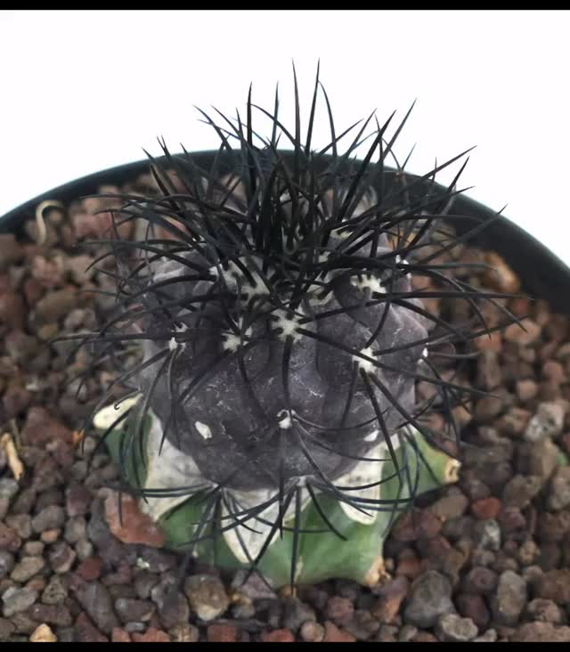 New Copiapoa plants at affordable prices! 🌵 Have a look today