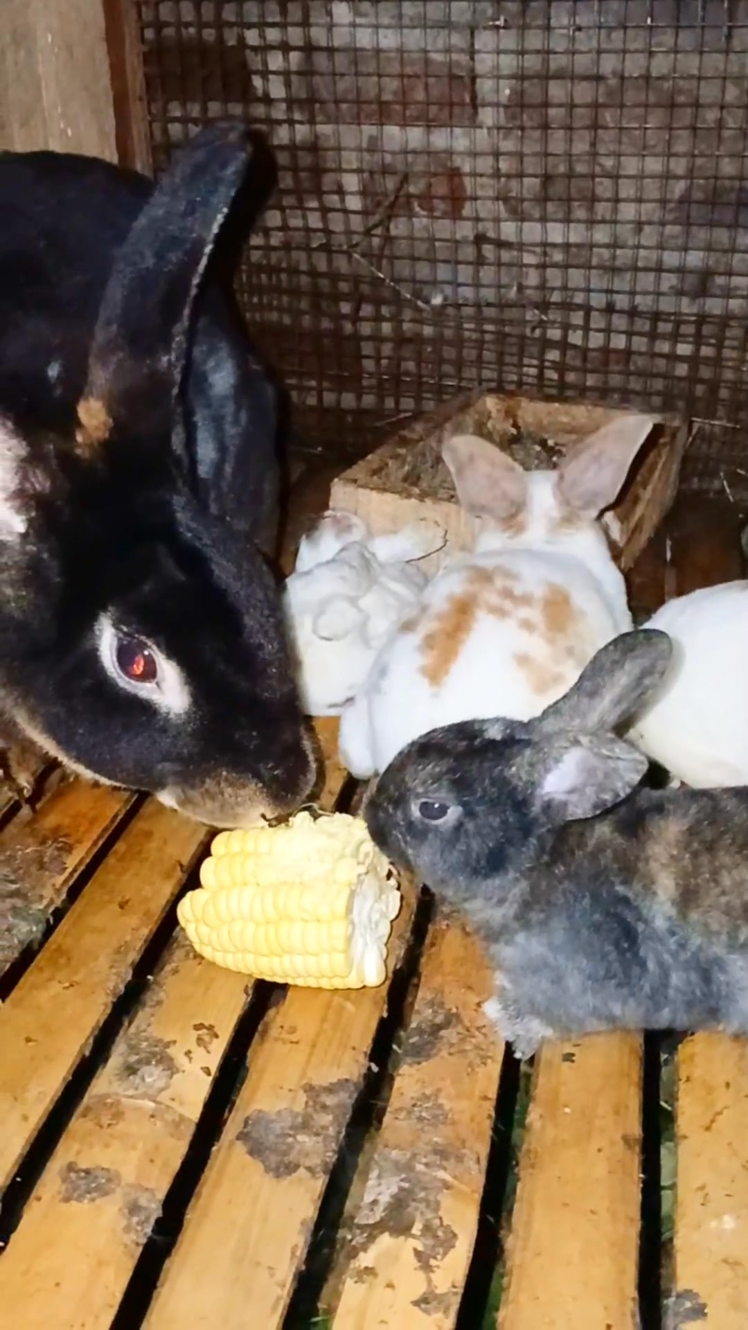 This mother rabbit is eating corn🐰 but is always being disturbed by her ...