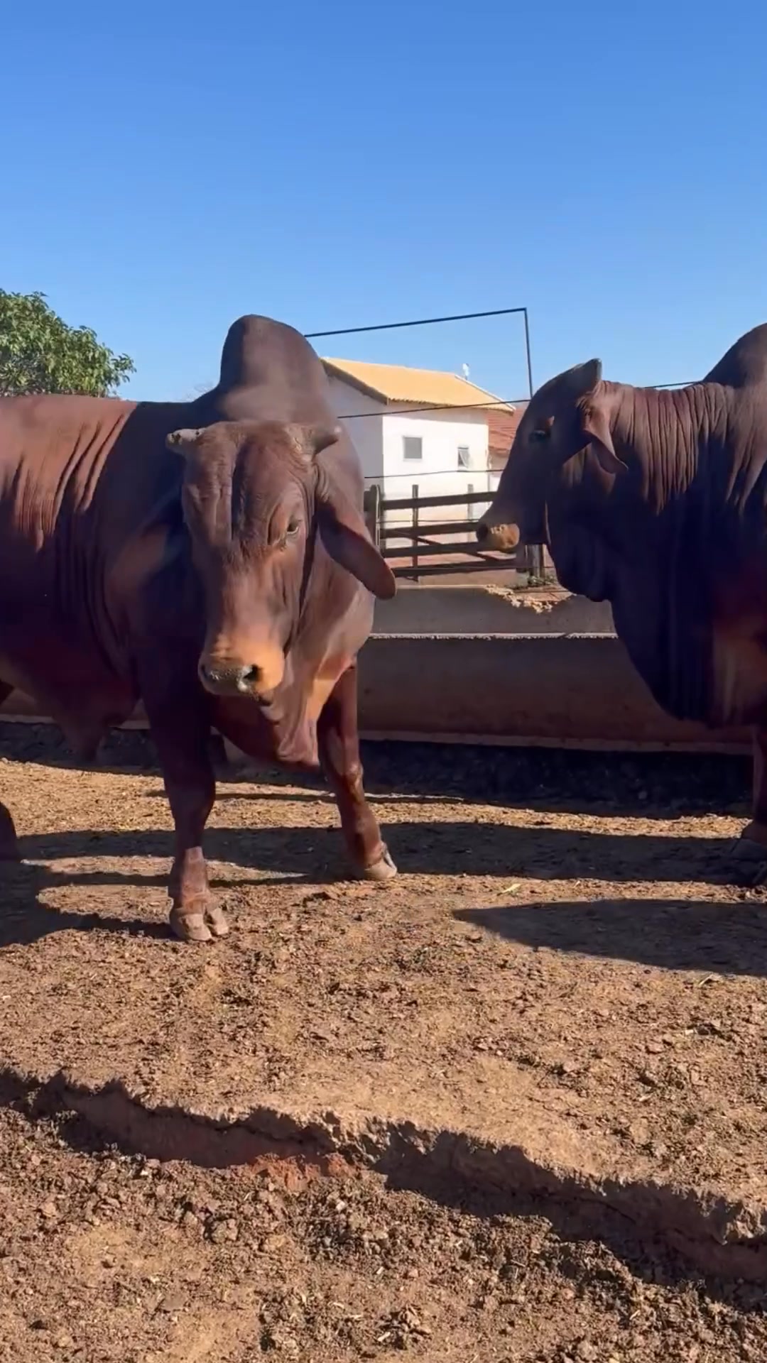 RED SINDHI: LA RAZA TROPICAL QUE PRODUCE CARNE Y LECHE CON RESISTENCIA ...