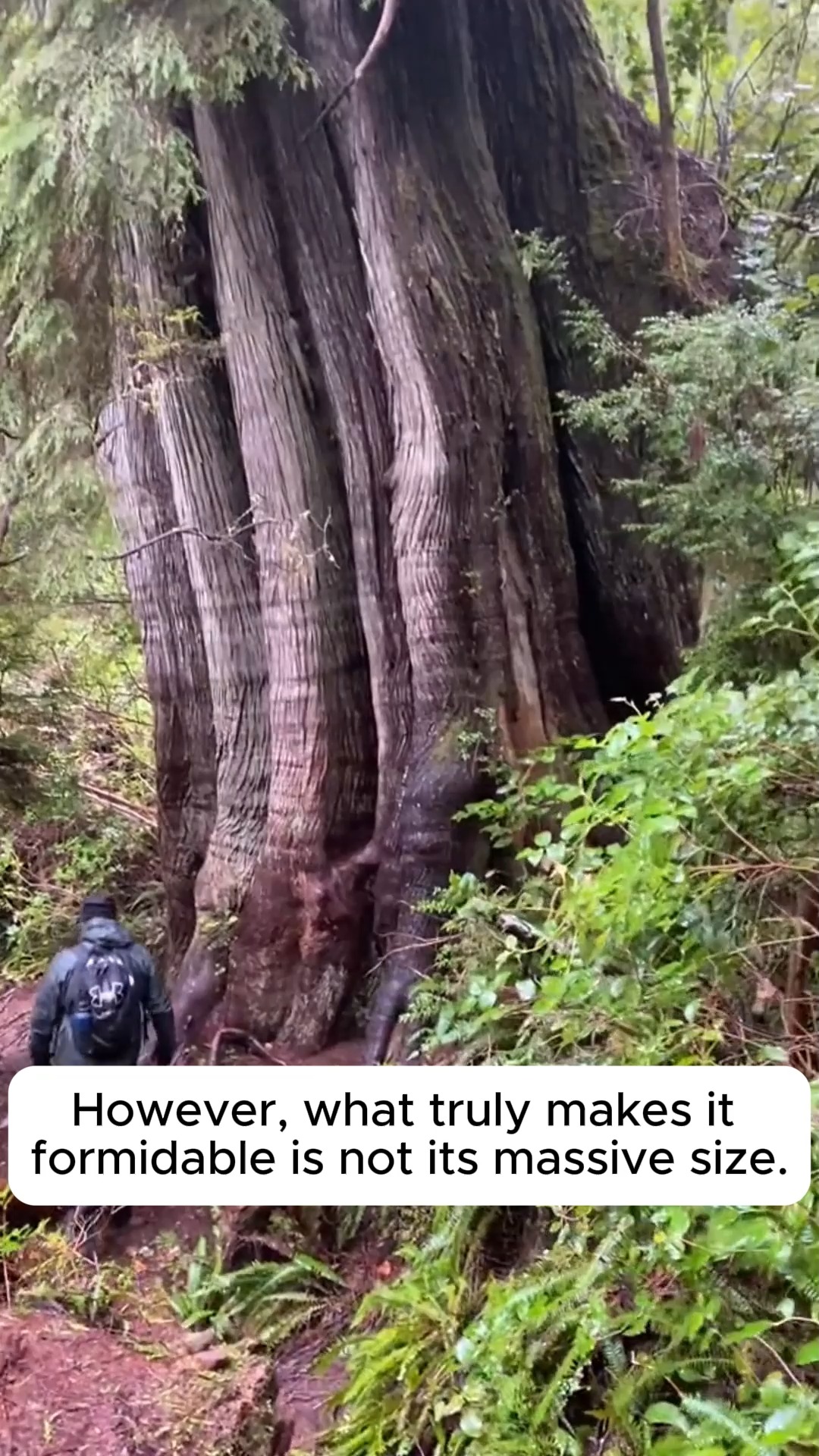 Why is it necessary to destroy old trees #gardening #gardentools # ...