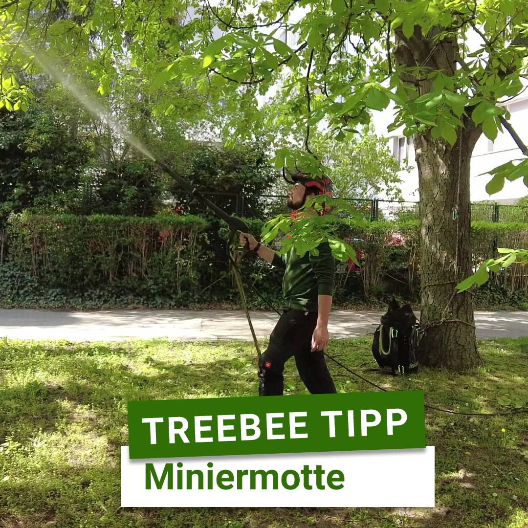 Treebee Baumschnitt, Höhenarbeit Und Industrieklettern – ICIALG