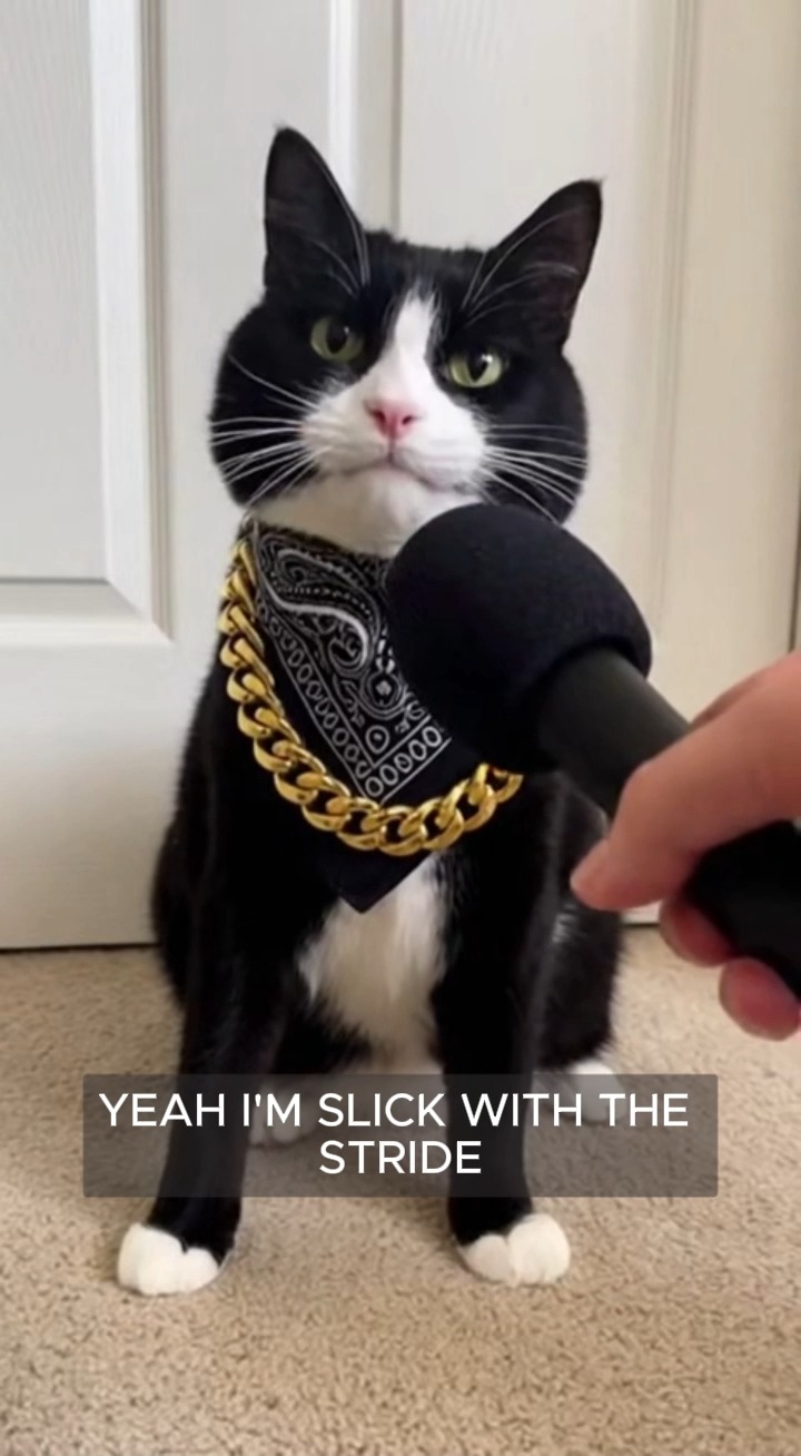 Cat rapper..😹 #rap #cat #pet | Pets Paradise | Facebook