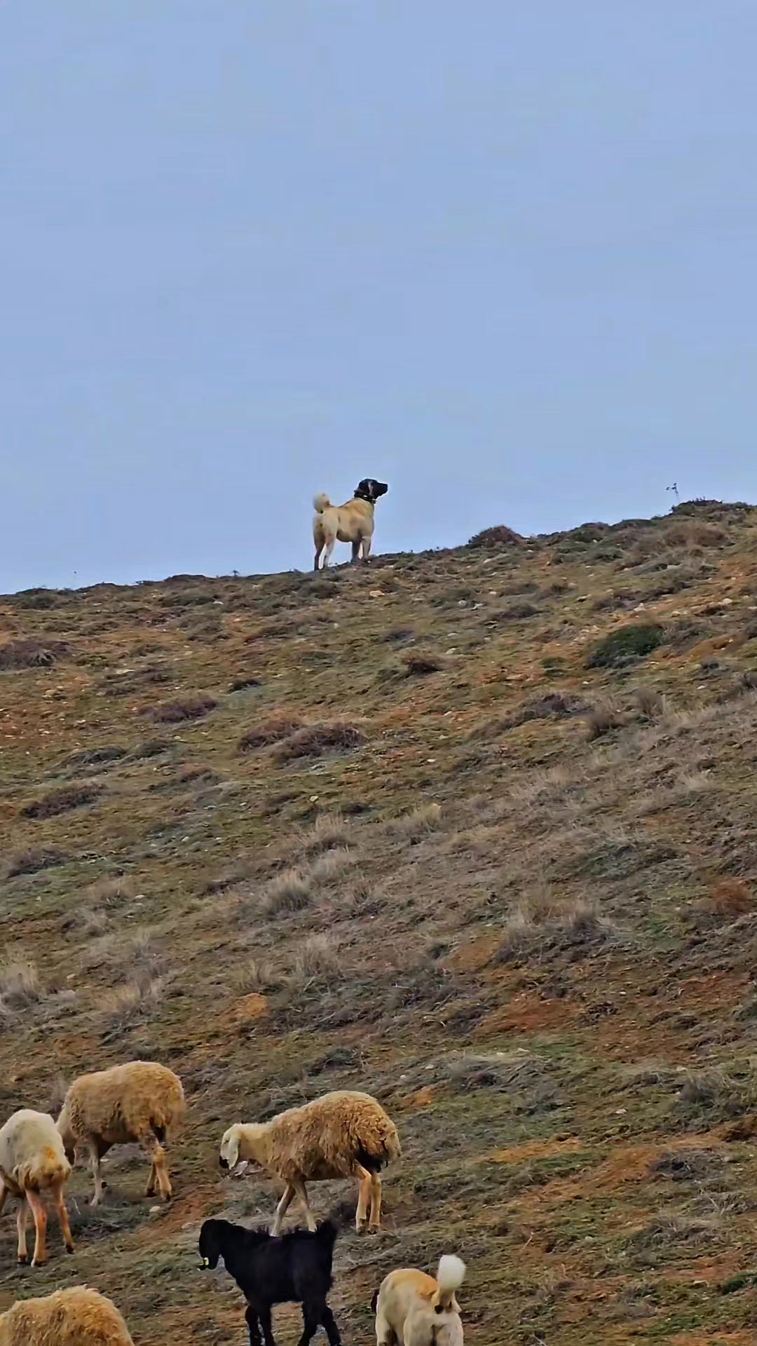 He protects his flock from external threats with his very being, always ...