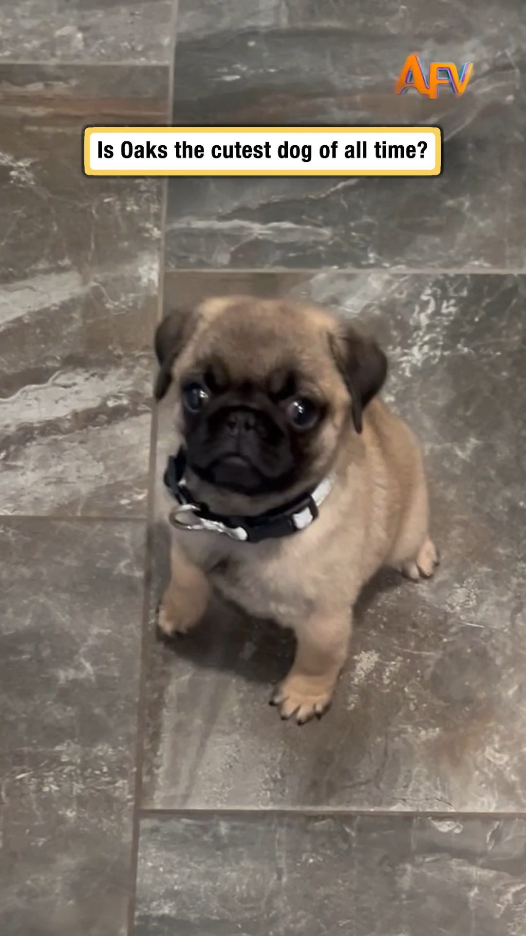 I would do literally anything for Oaks 😭 #afv #dogs #funnyvideos ...