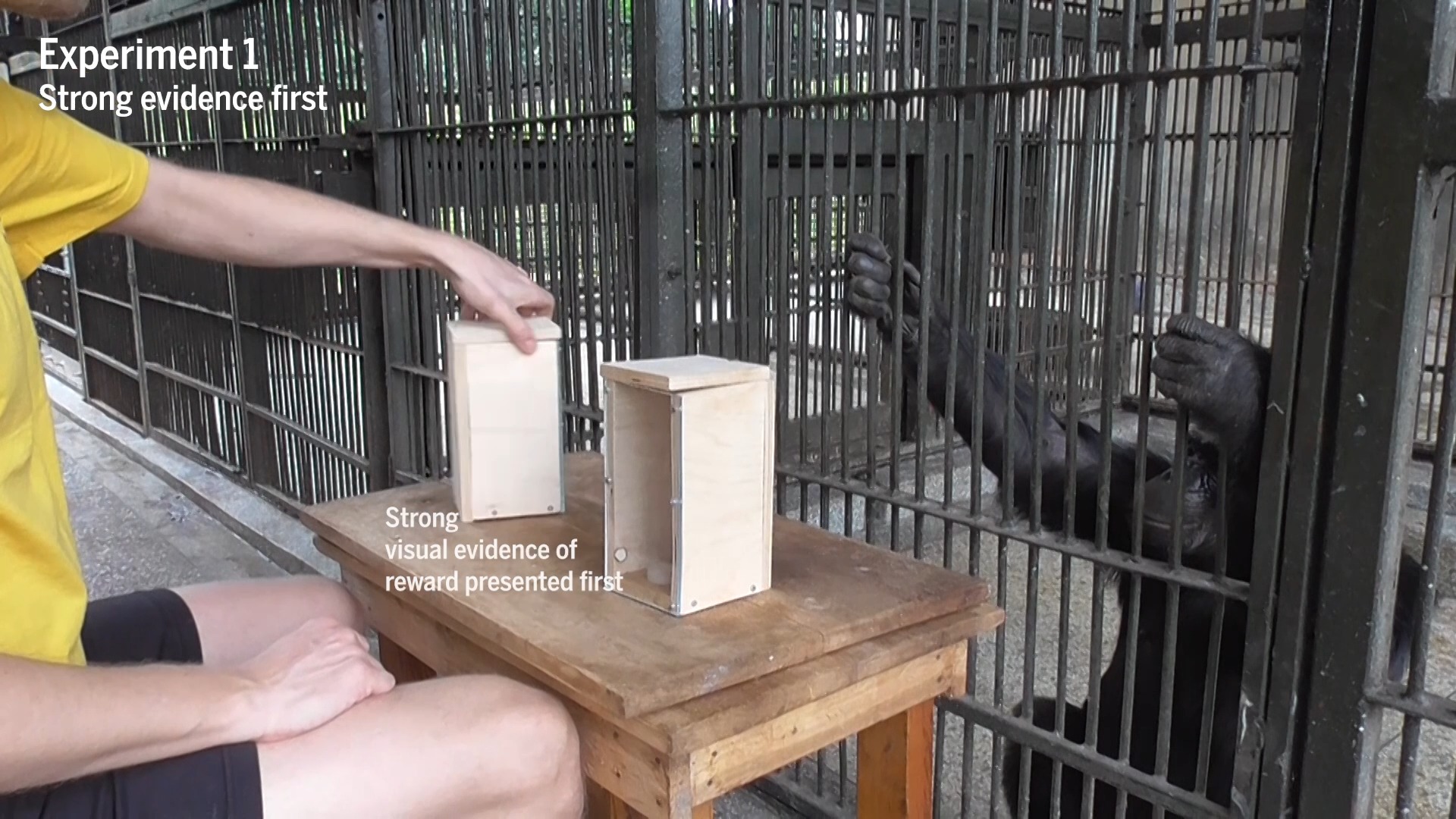 Play-based experiments with rescued chimpanzees have revealed that as ...