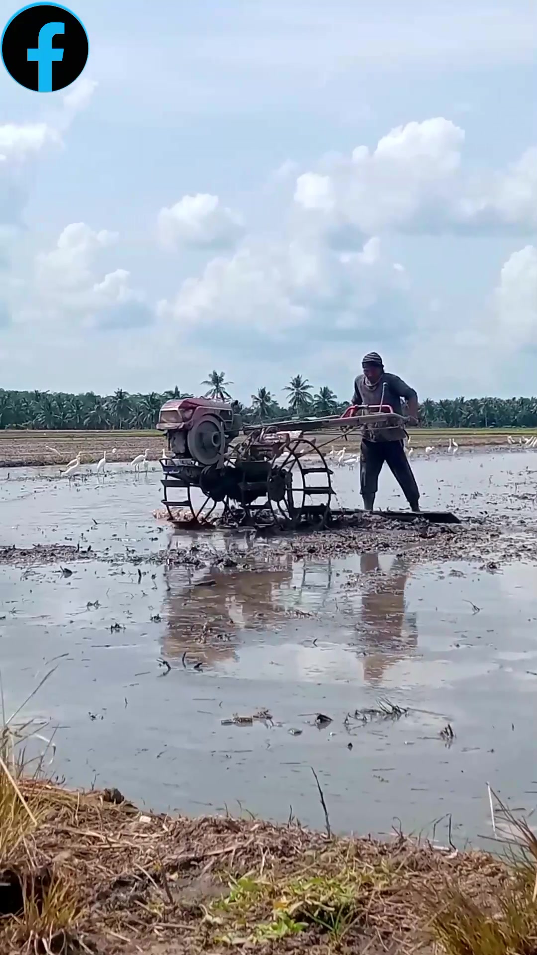 Plowing rice fields, cultiving uneven rice fields with a rice field ...
