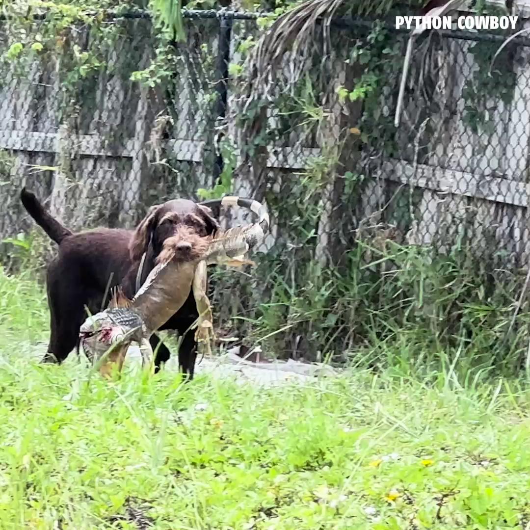 Trouble snagged a monster iguana and then another one dropped out of ...