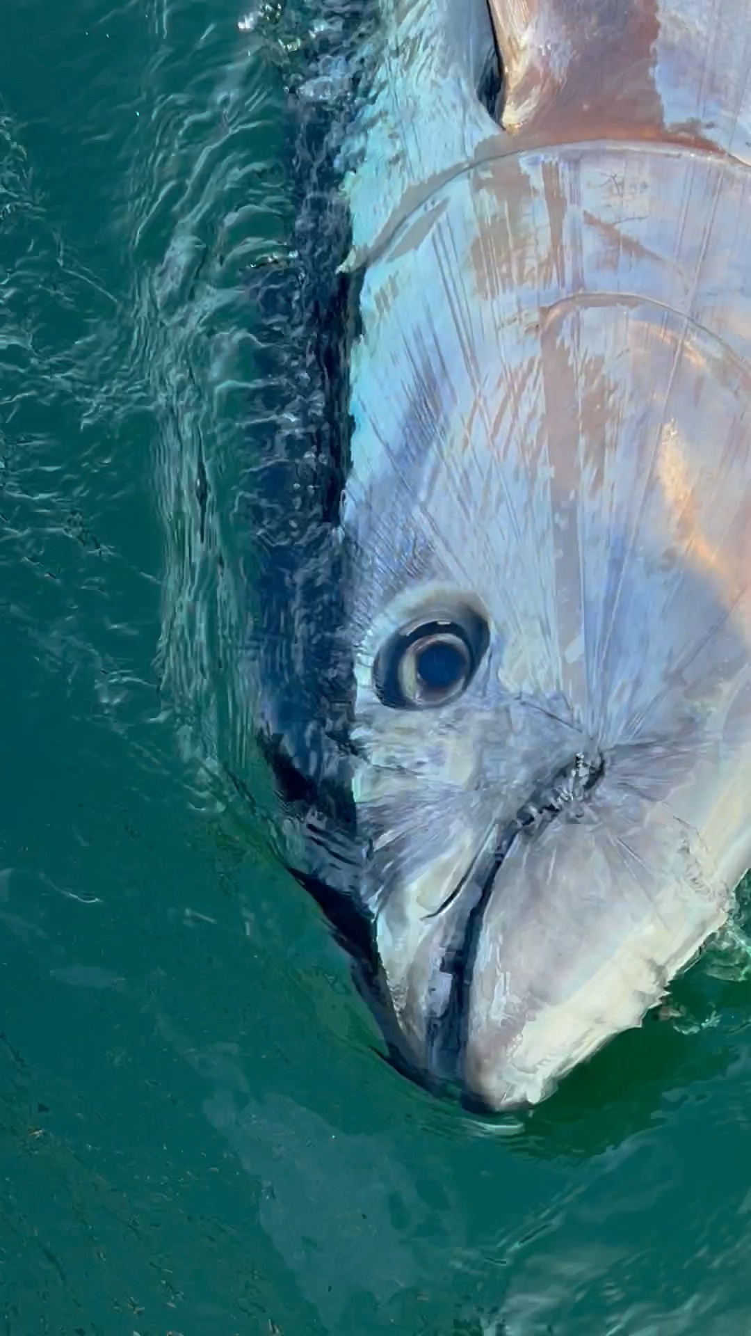 Hello Mr. Tuna! 😅 🎣 F/V Miss Meredith Fishing Charters #bluefintuna # ...
