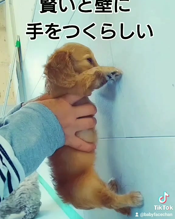 賢いと壁に手をつくらしい ゆめちゃんが挑戦 カニンヘンダックス 犬のいる暮らし 新しい家族決まりました 素敵なご縁に感謝 By アニセラ Facebook