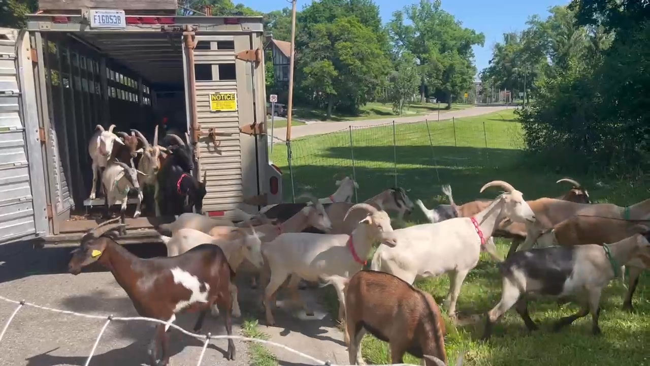 They’re HERE!!!! 🐐🐐🐐 48 #goats (and 1 #sheep) reported for duty in ...