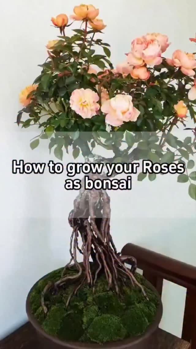 🌿How to grow your Roses as bonsai🌿 🪴First: Trim off the weak and thin ...