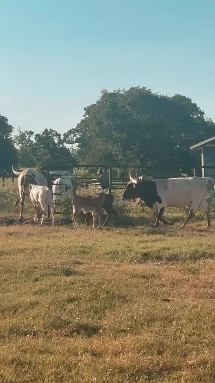We moved cows from one pasture to another so they could graze on some ...