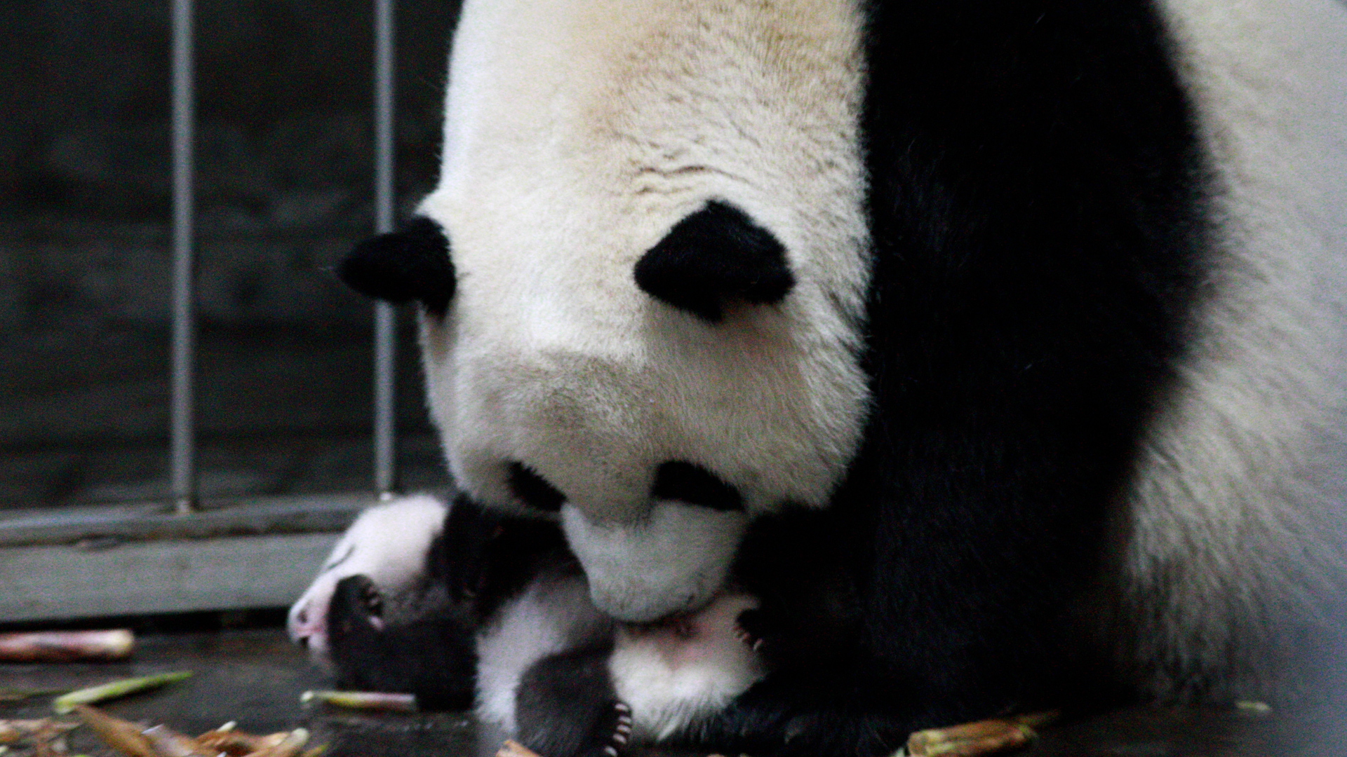 Panda nanny: let's exchange your baby with a bowl of honey water. Panda ...