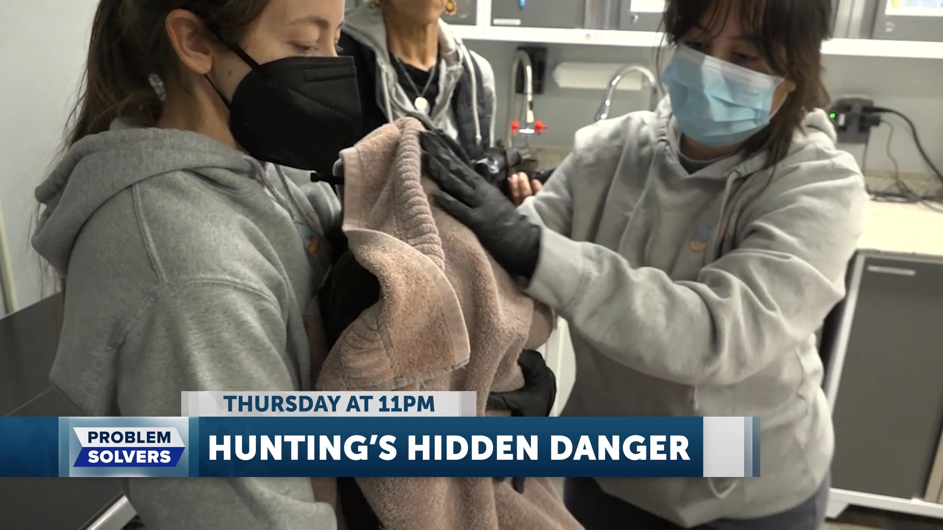 HIDDEN DANGER: Eagles across the region are at risk of being poisoned ...