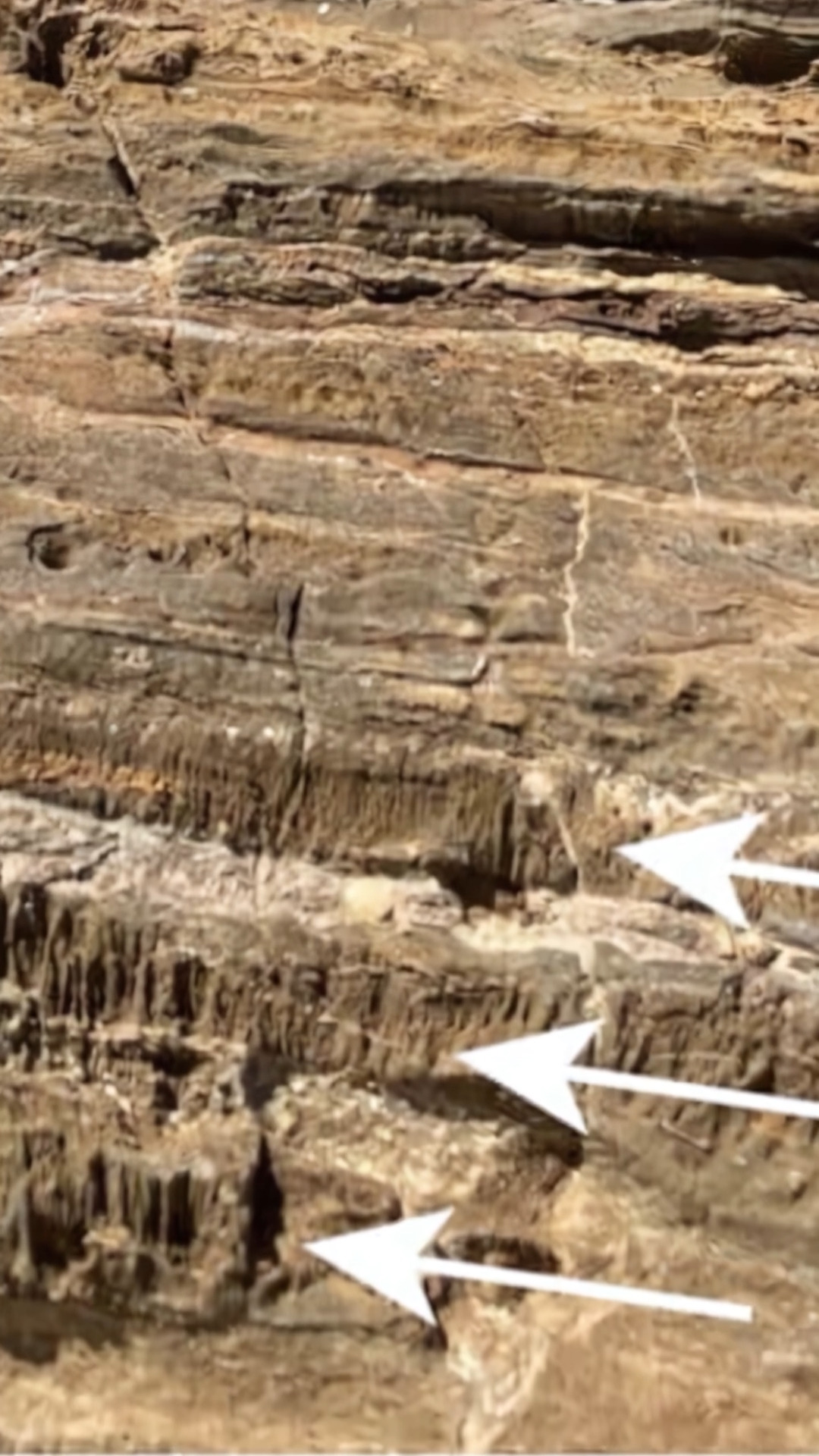 Million-Year-Old Burrows Reveal Hidden Microbial Activity in Desert ...