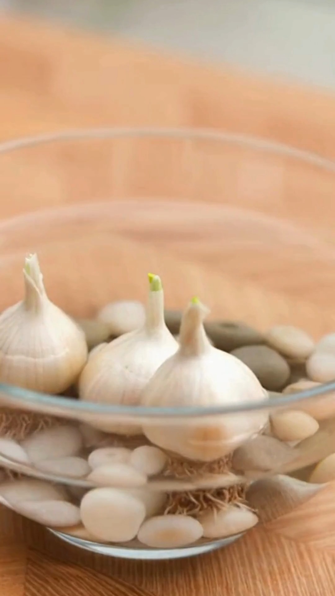 Grow Garlic in Plastic Bottles — Fast Roots, Faster Harvests! | Life ...