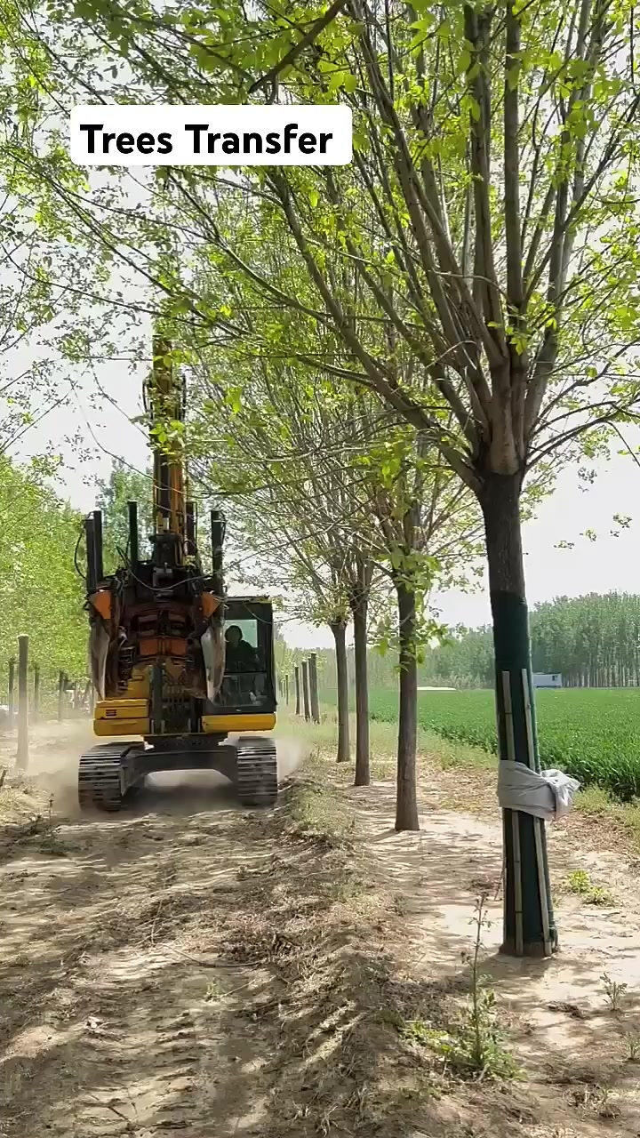 Tree Transfer Process - Goodtools and machinery make work easy # ...
