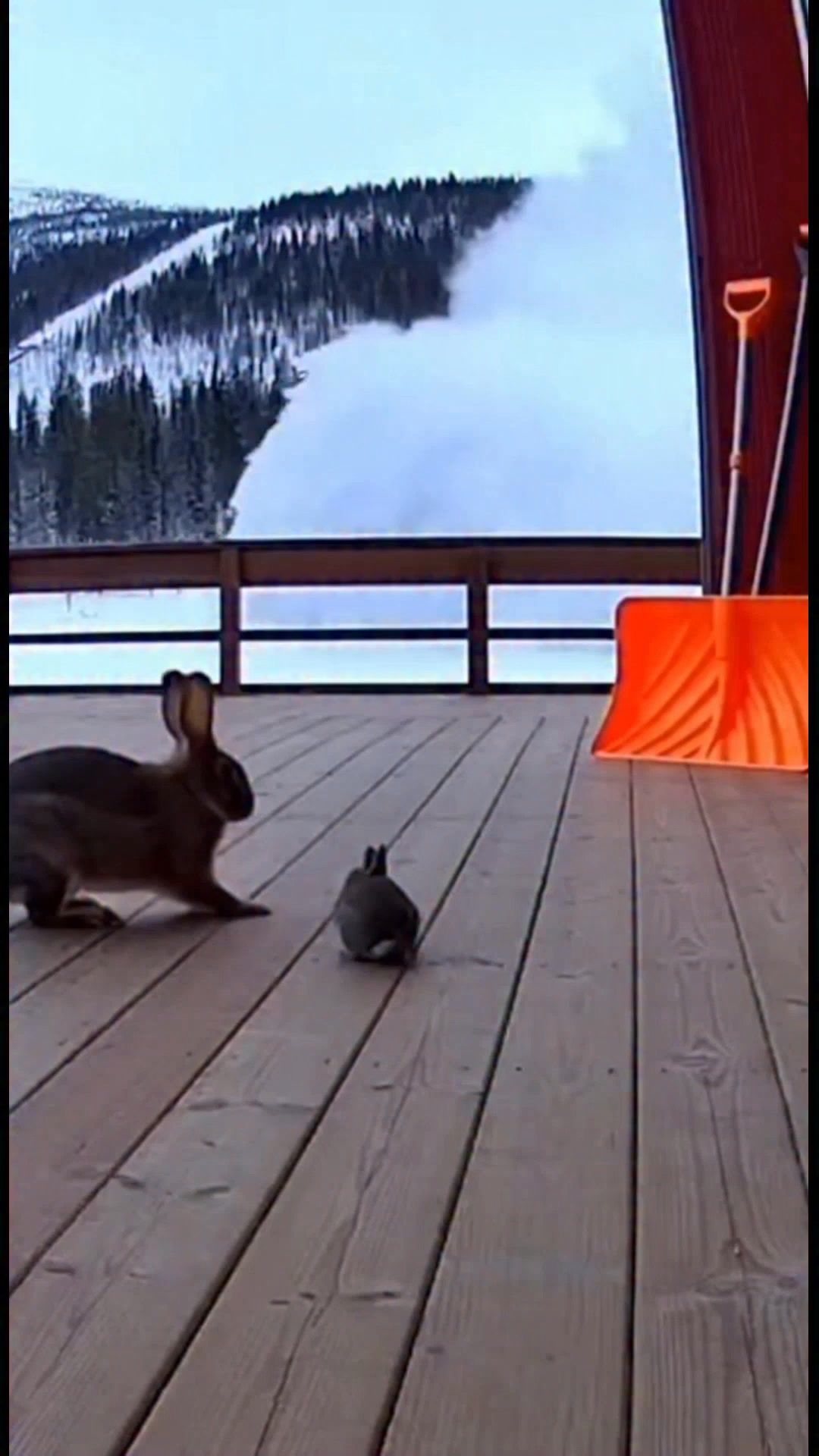 Rabbits vs. Snowstorm: A Tale of Survival See how these rabbits brave a ...