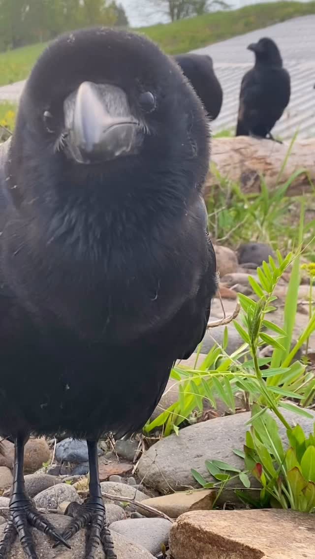 Rise and shine, hang out with some crows, and watch your day turn ...