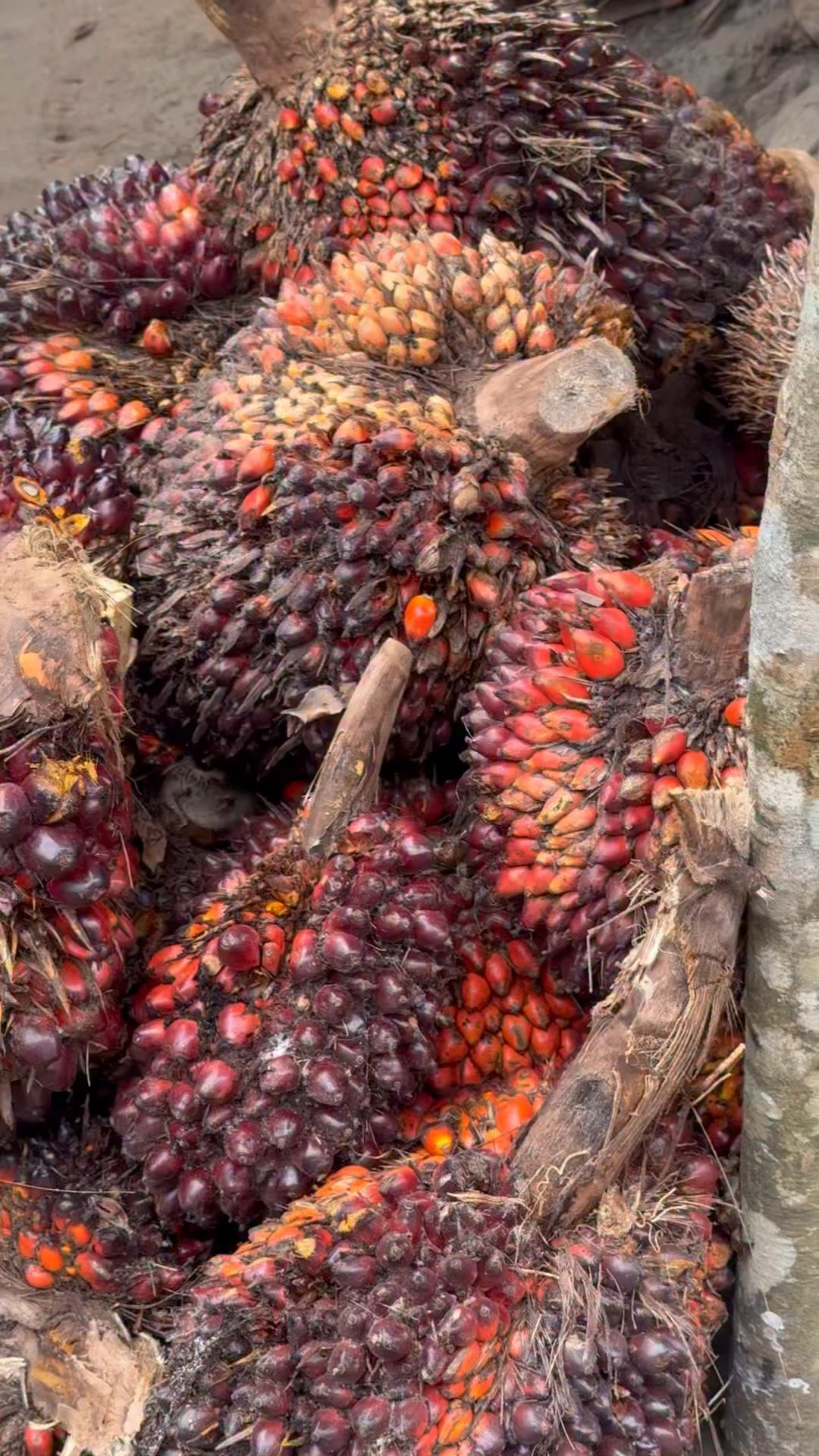 You want akwu direct from the village?oya nua.tell me how many you want ...