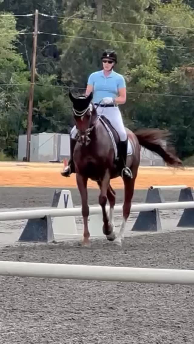 There’s no wrong breed for dressage! PT dressage student, adult amateur ...