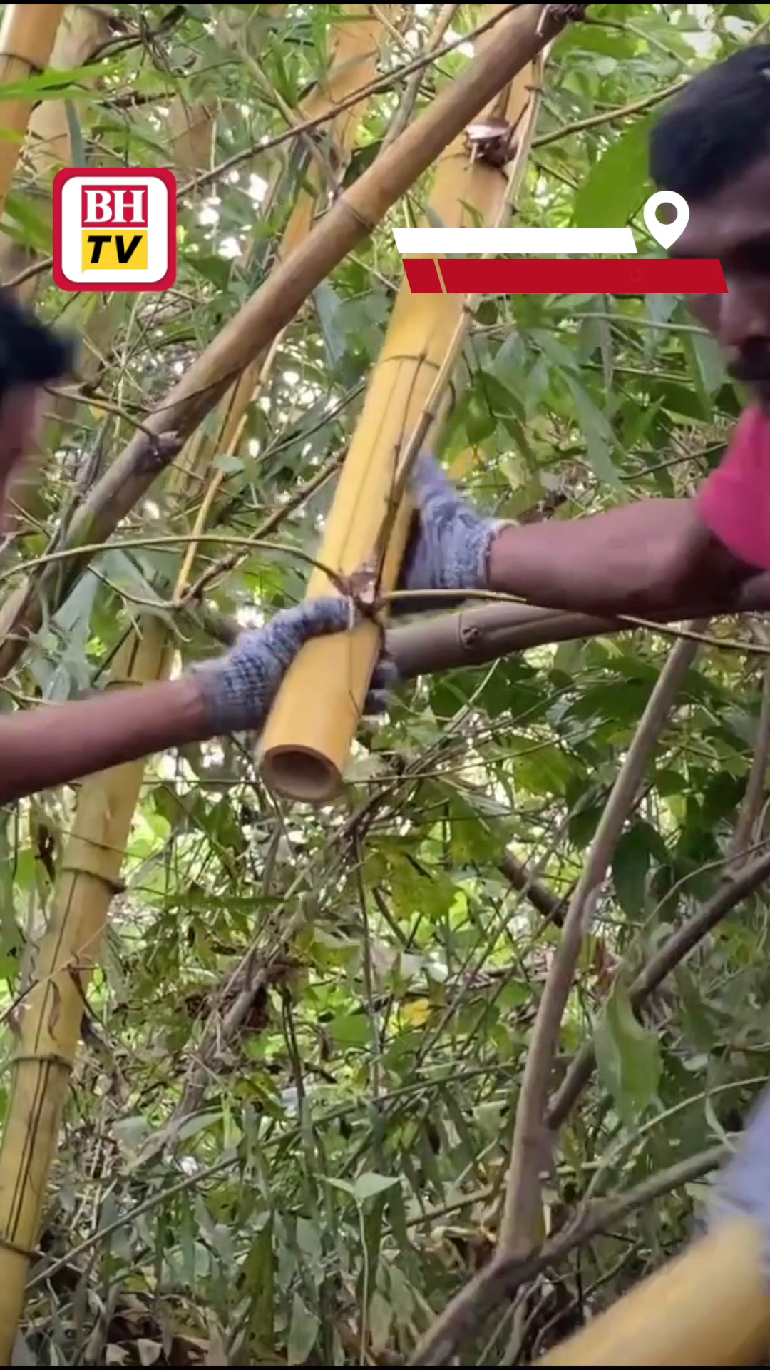 Keunikan pelita buluh kuning yang semakin sukar ditemui kembali menjadi ...