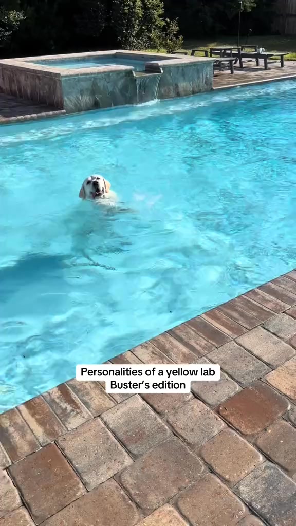 Personalities of a yellow lab!! | Buster's World | Facebook