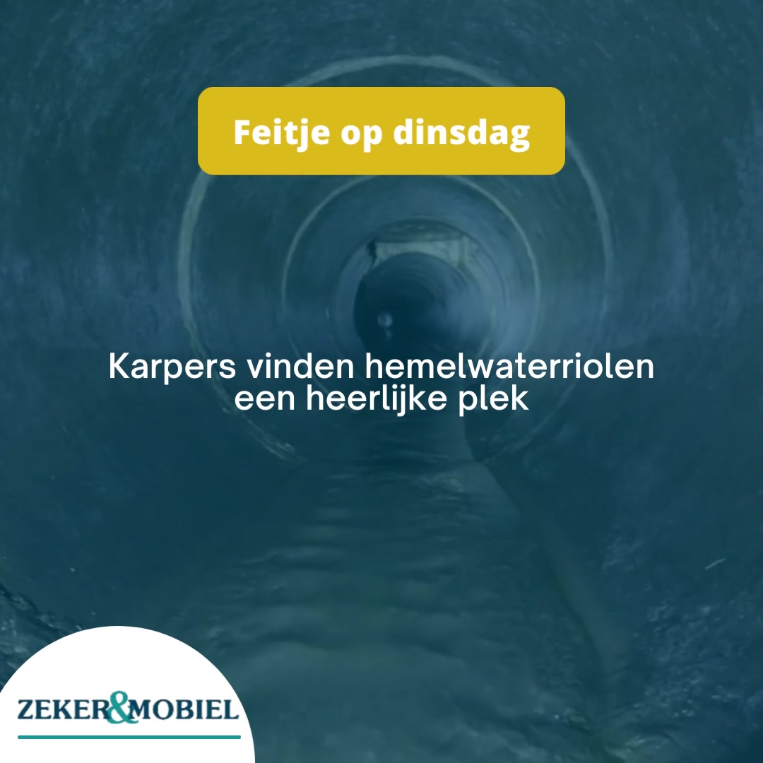 Niet alleen ratten wonen in ons riool. Ook karpers zijn er dol op. Toch ...