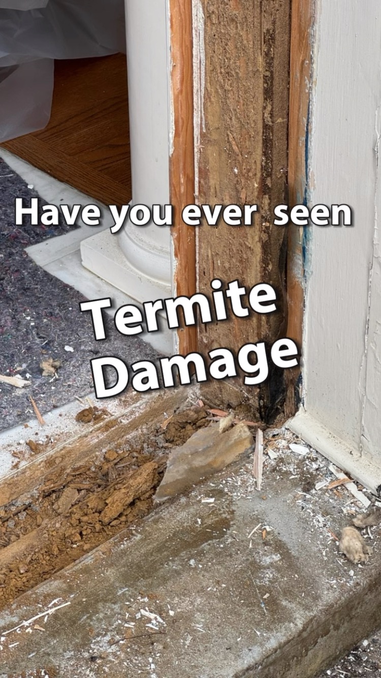 Extreme termite damage! Have you ever seen anything like this? The ...