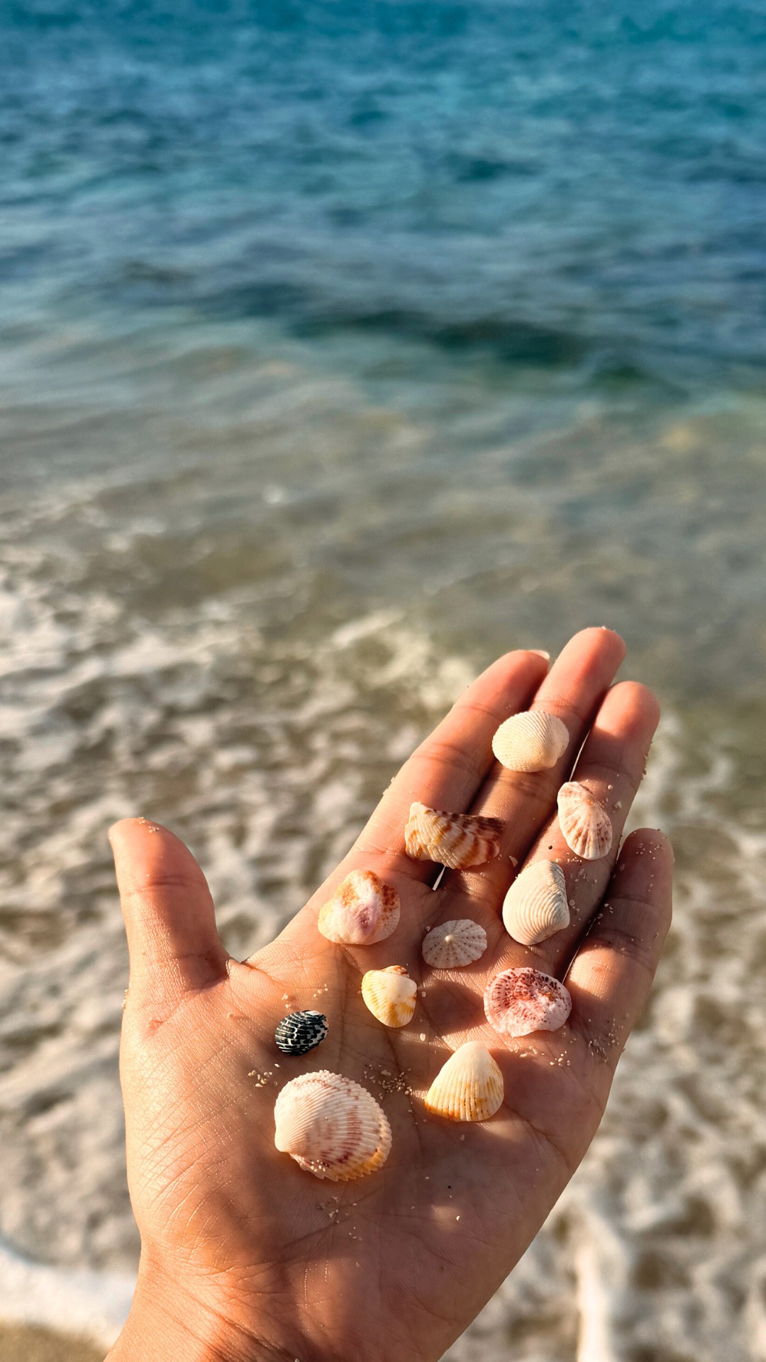 Every walk along Grand Case Bay brings a new little wonder, like these ...