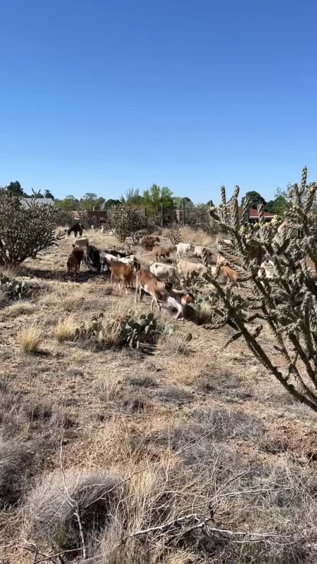 If you’ve GOT WEEDS, WE’VE GOT GOATS. If you’ve are in the 4-Hills area ...