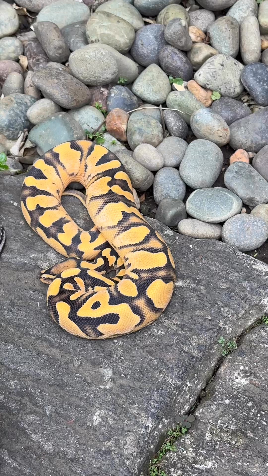 Desert Ghost, Axanthic, Sunset, and Hypo. I just can’t get enough ️😍 It ...