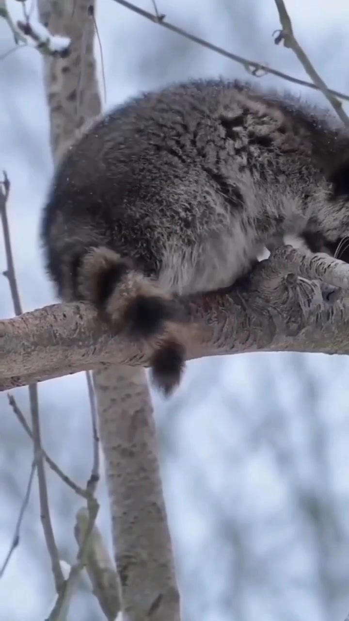Helping a wild raccoon survive the winter season generally involves ...