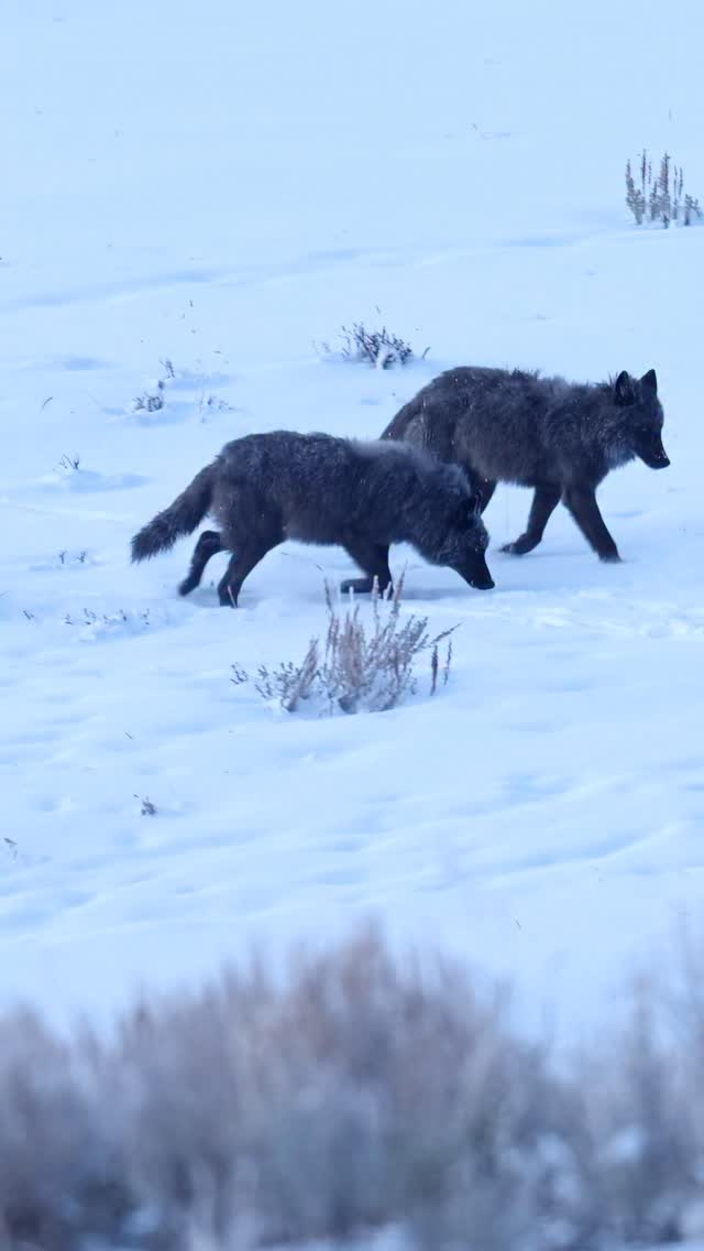 Wolves of Yellowstone 🐺 #wolves #yellowstonenationalpark #yellowstone # ...