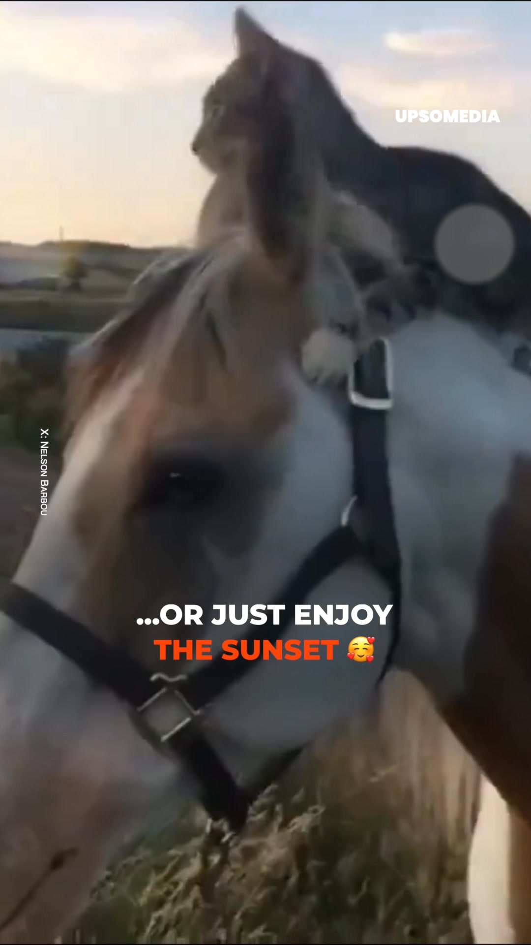 It was love at first sight”. Horse hangs out with cat 24/7
