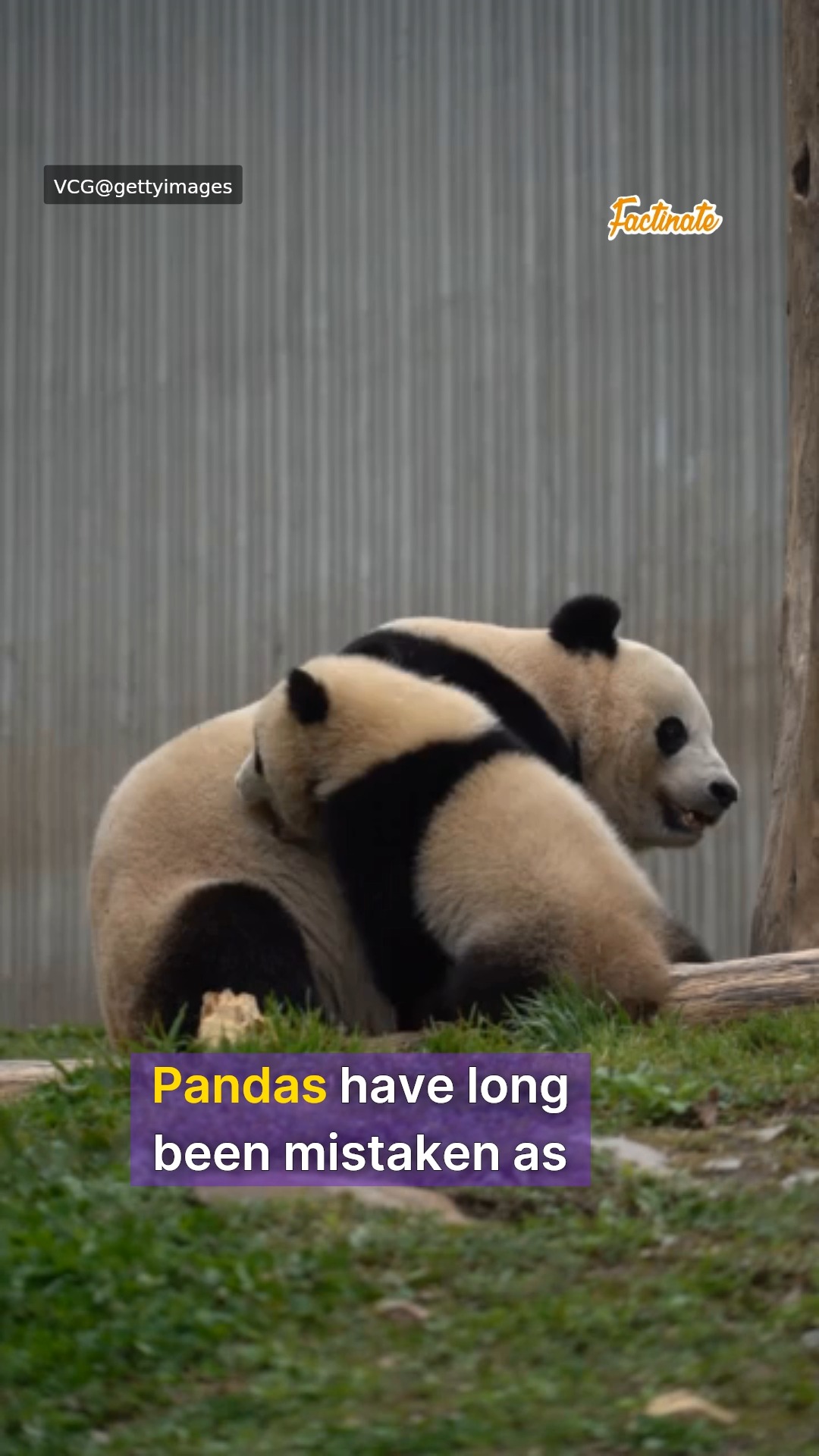 Do not get it twisted, wild pandas get freaky 🐼 -- Don't forget to ...