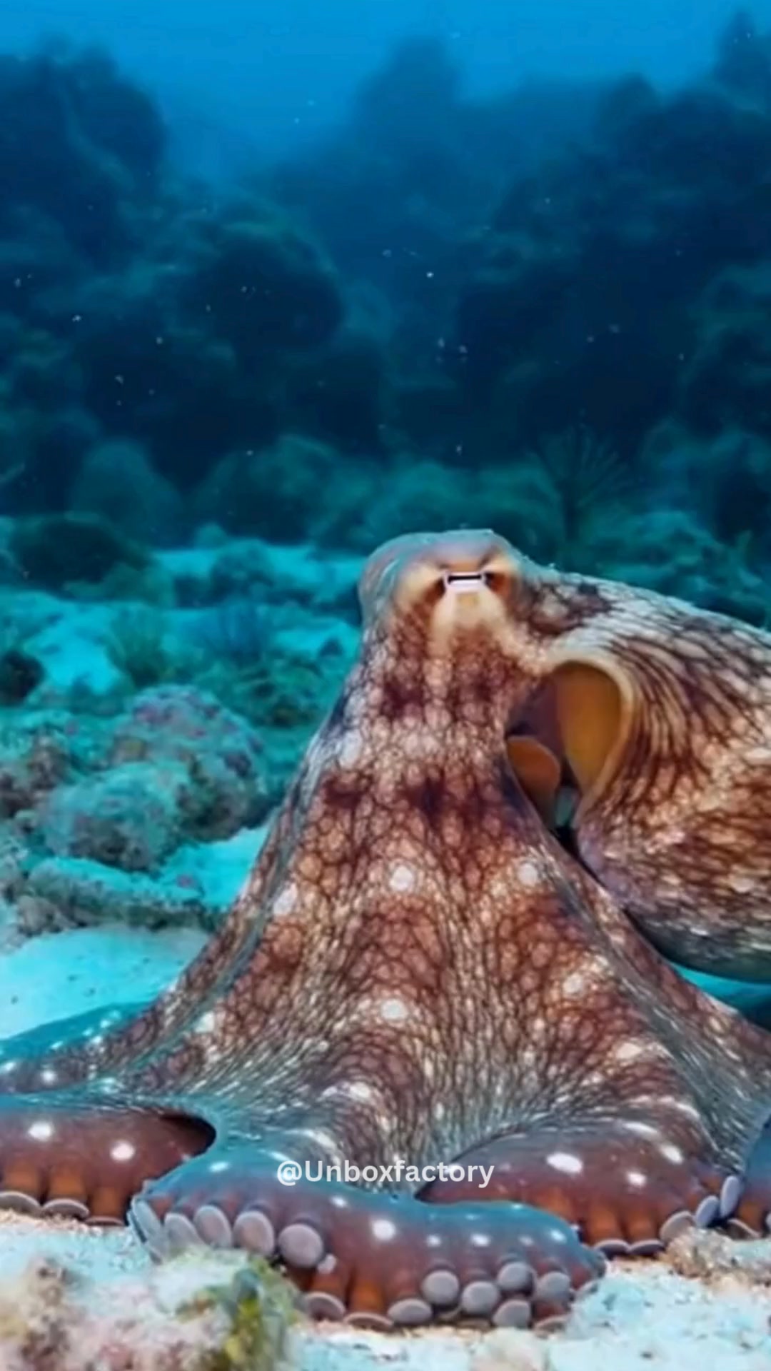 CEPHALOPODS PASS A COGNITIVE TEST DESIGNED FOR HUMAN CHILDREN In a ...