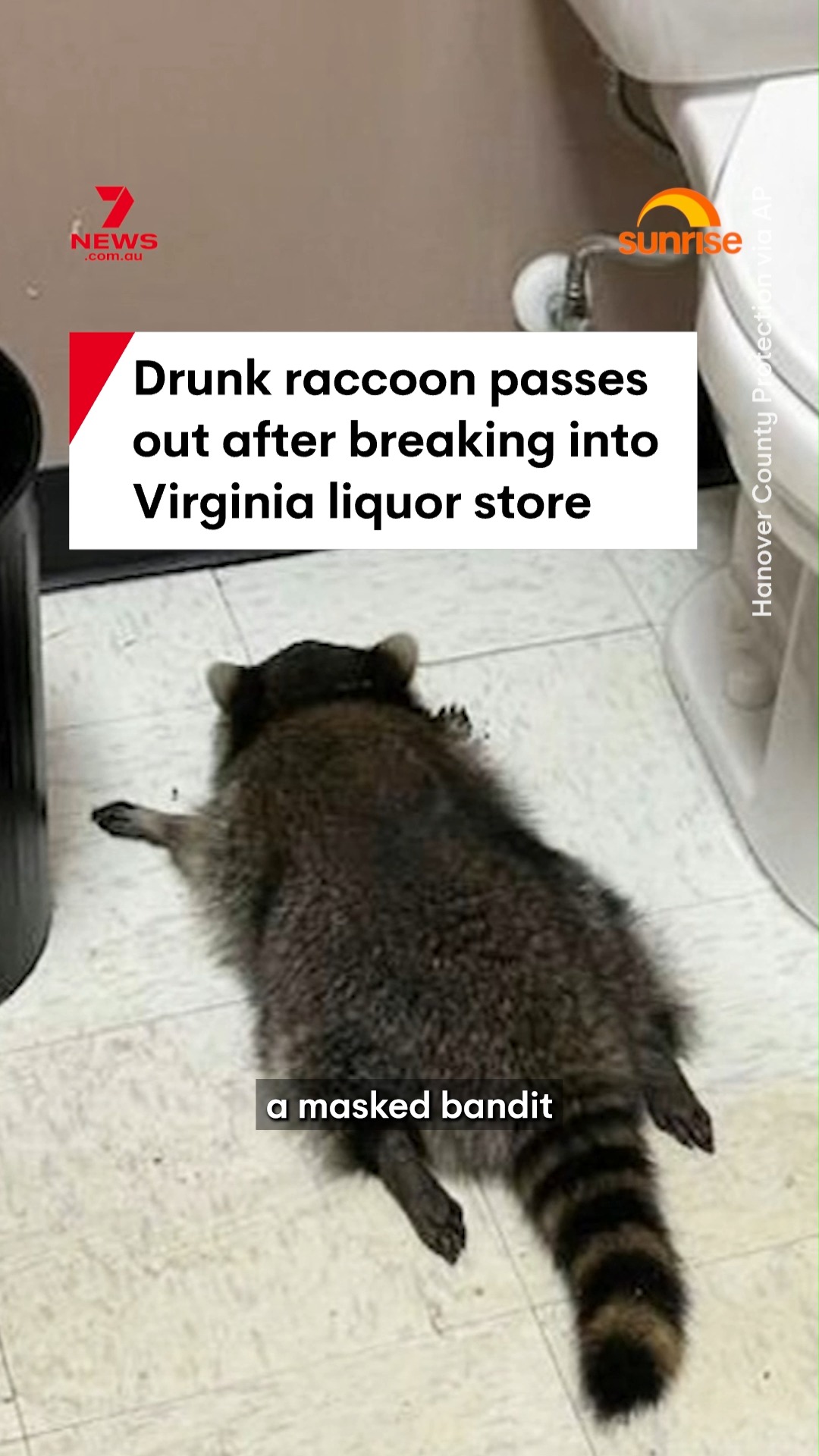 A raccoon has become drunk and passed out after breaking into a liquor ...