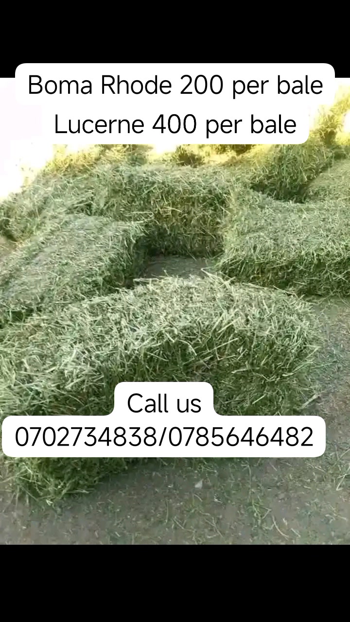QUALITY HAY BALES : Call : 0785646482 Get now fresh quality hay free ...