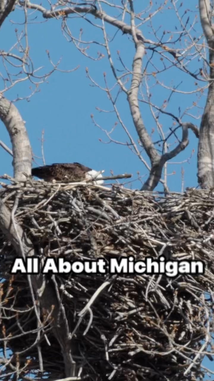 🌿 Eagle Sighting on the Saginaw... - All About • Michigan | Facebook