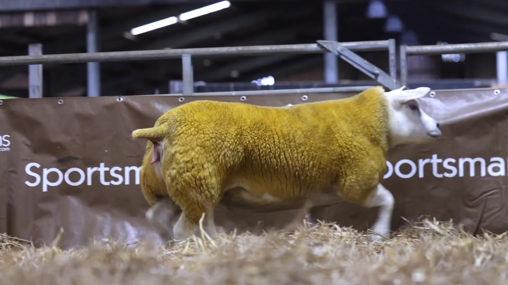 Sportsmans & Mellor Vale Pedigree Livestock | Stockport