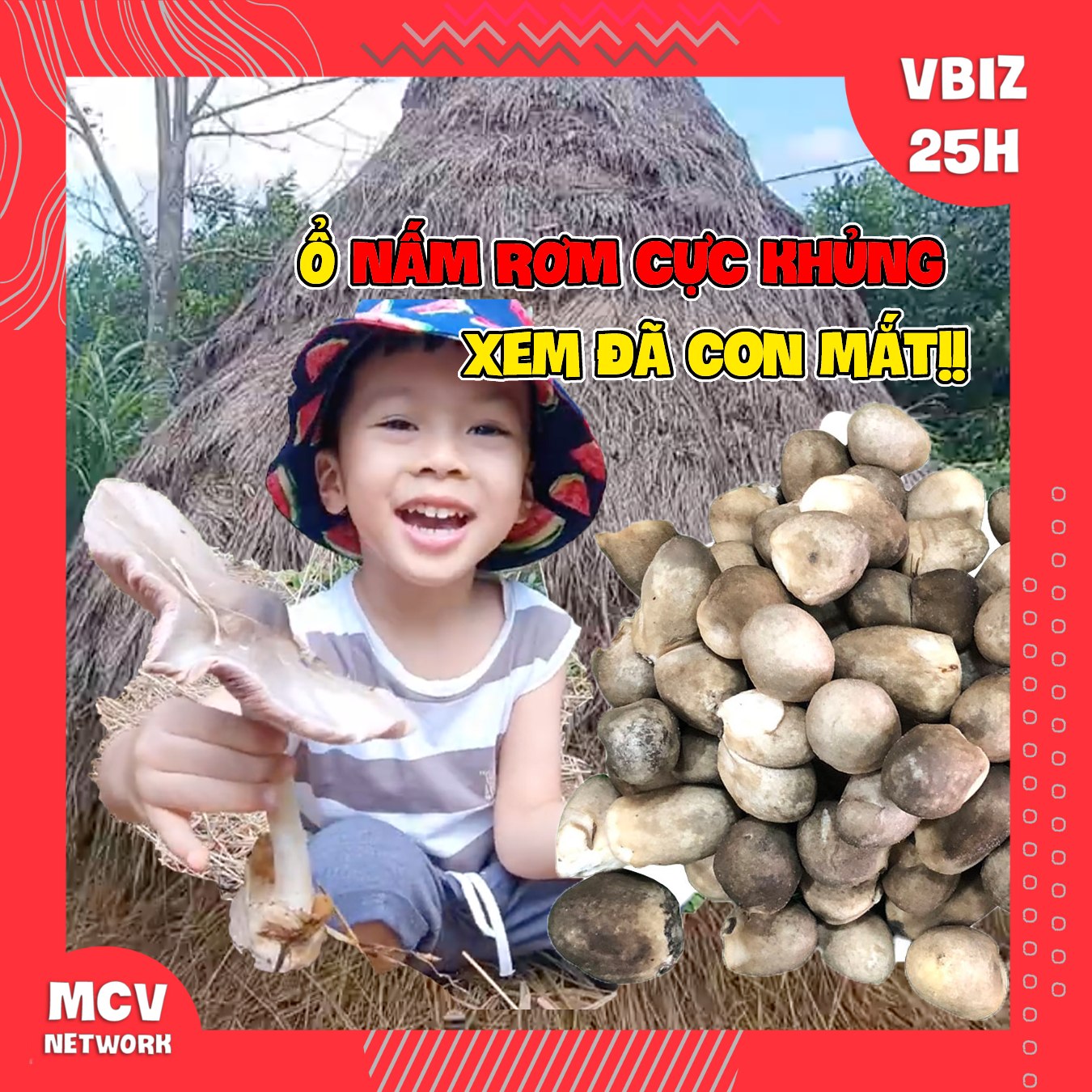 Về thăm quê, phát hiện ổ nấm rơm khủng, xem đã con mắt | Về thăm quê ...