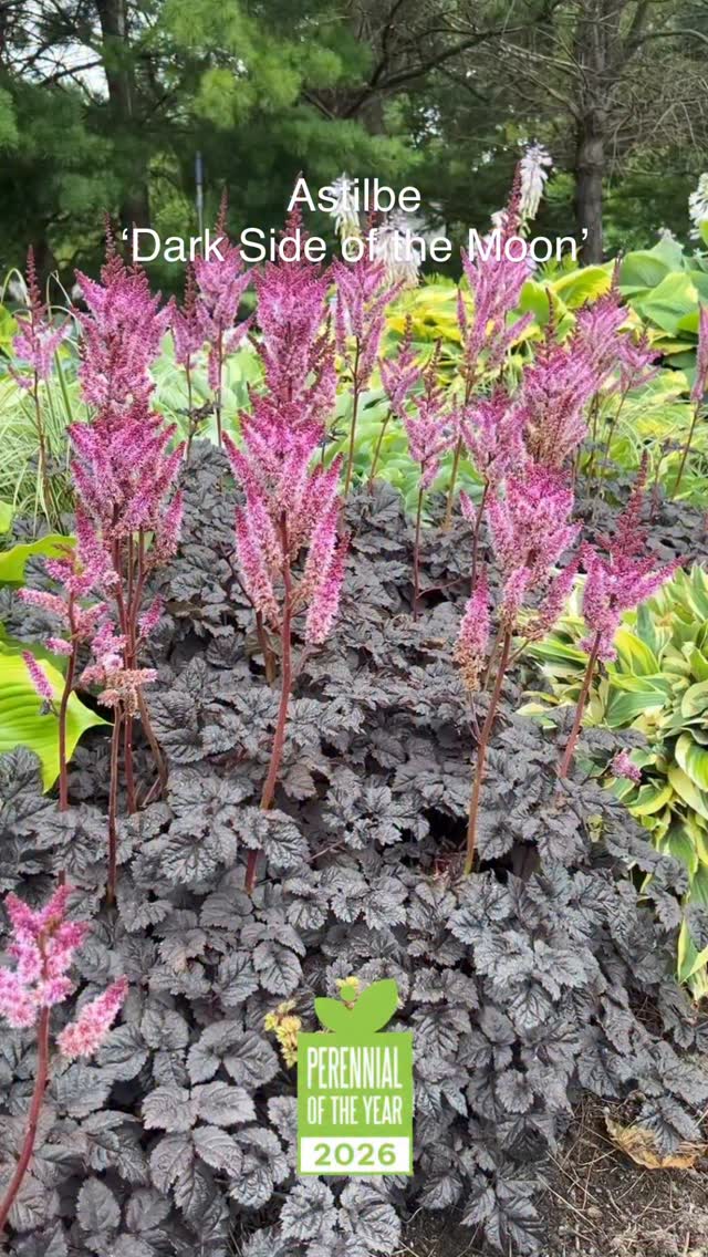 Introducing the Proven Winners 2026 Perennial of the Year- Astibe