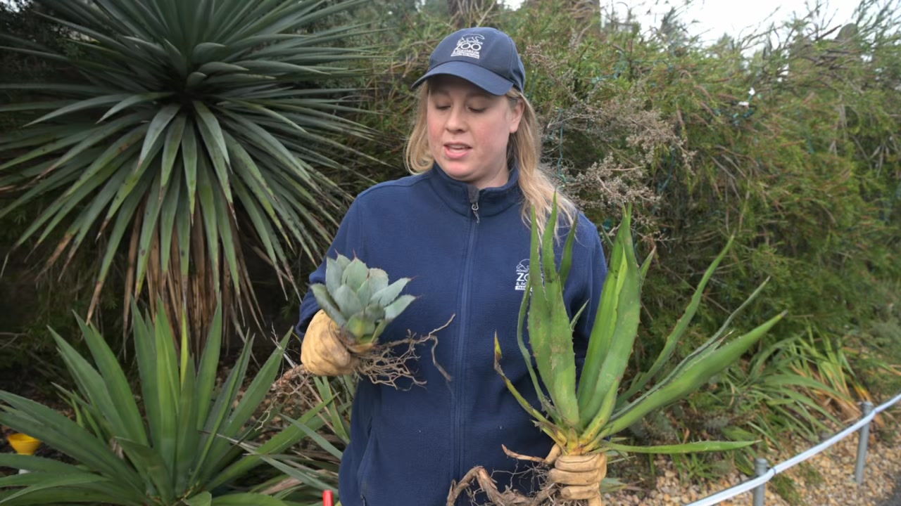 We witnessed a once-in-a-lifetime event when two very different agave ...