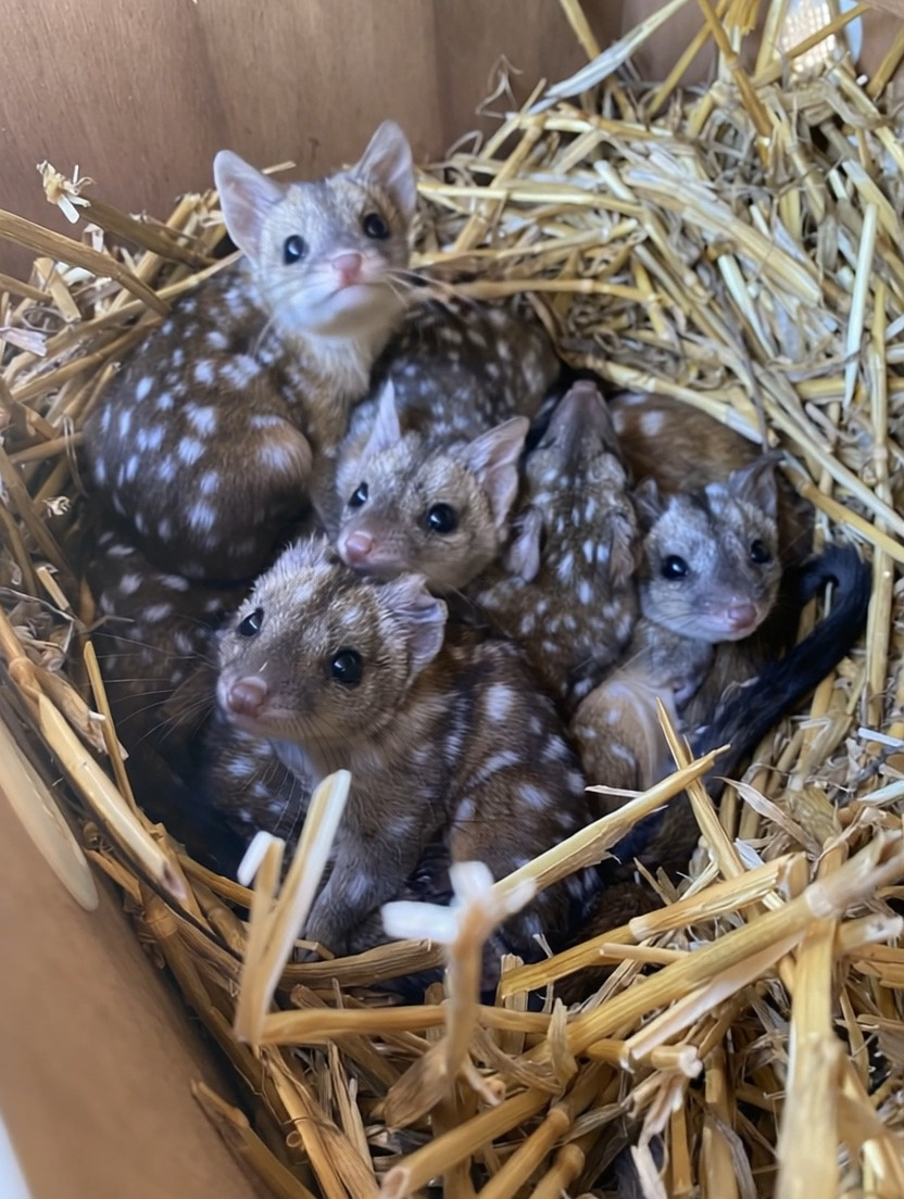 Gang finds unusually spotted creatures in a nest – takes a closer look ...