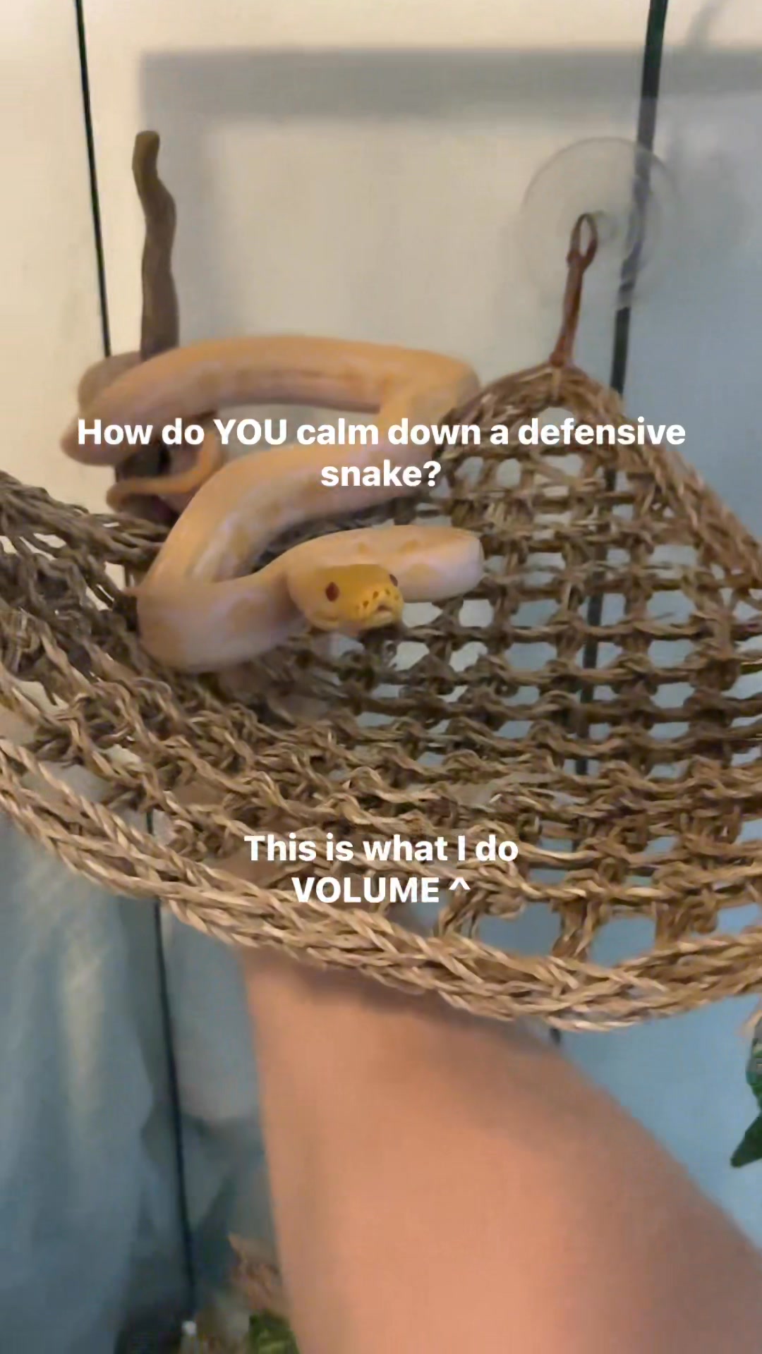 Educational video on how I calm down a cage defensive snake. Would love ...