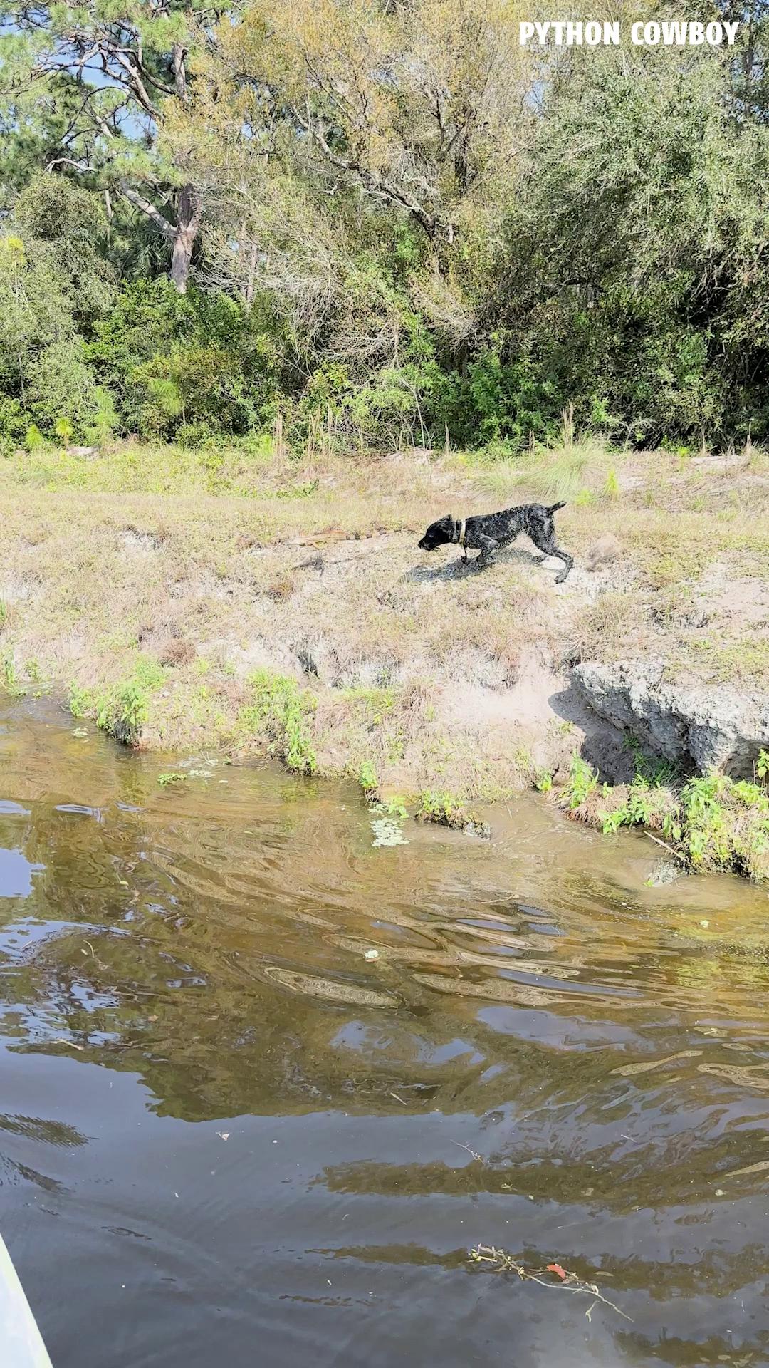 We got these iguanas on the run and why it's important to keep managing ...