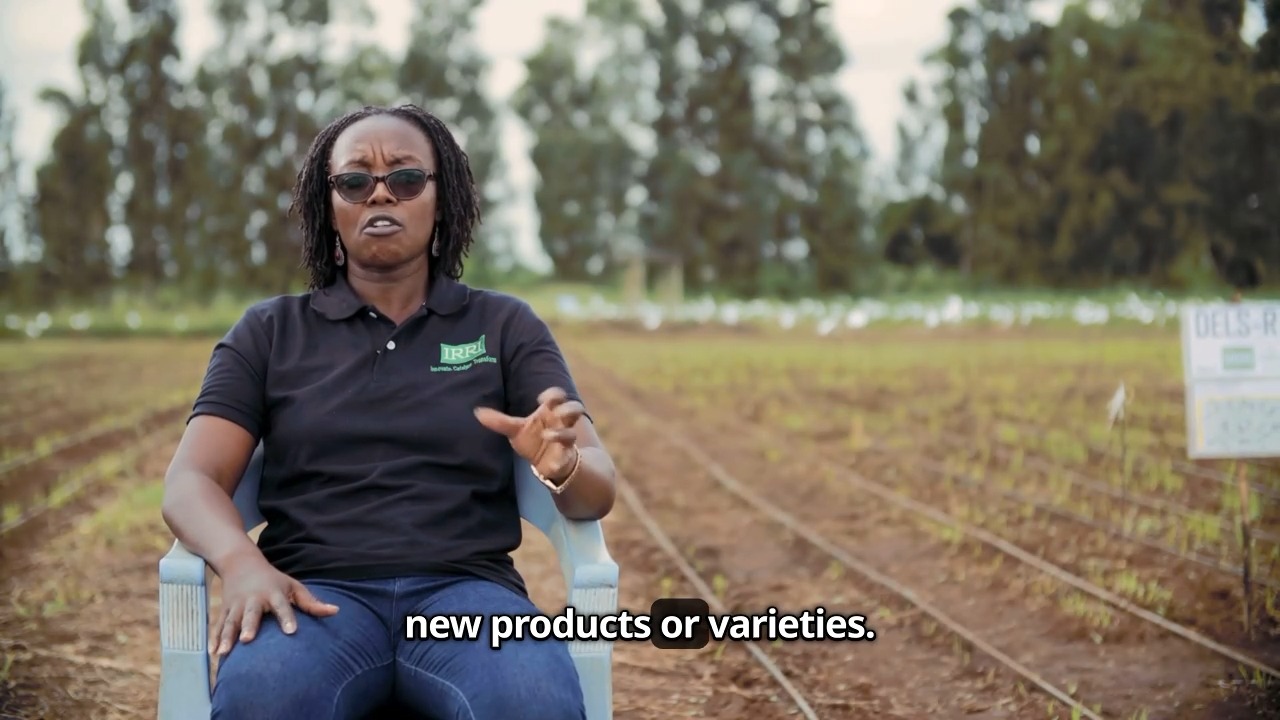 CGIAR - 🚜 👩‍🌾 The rice variety Komboka is transforming... | Facebook